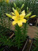 [4021 Pavia No01.JPG]